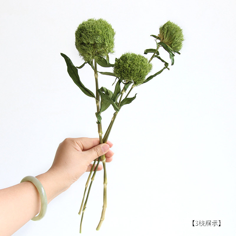 狂想者新品绿毛球石竹球干花真花