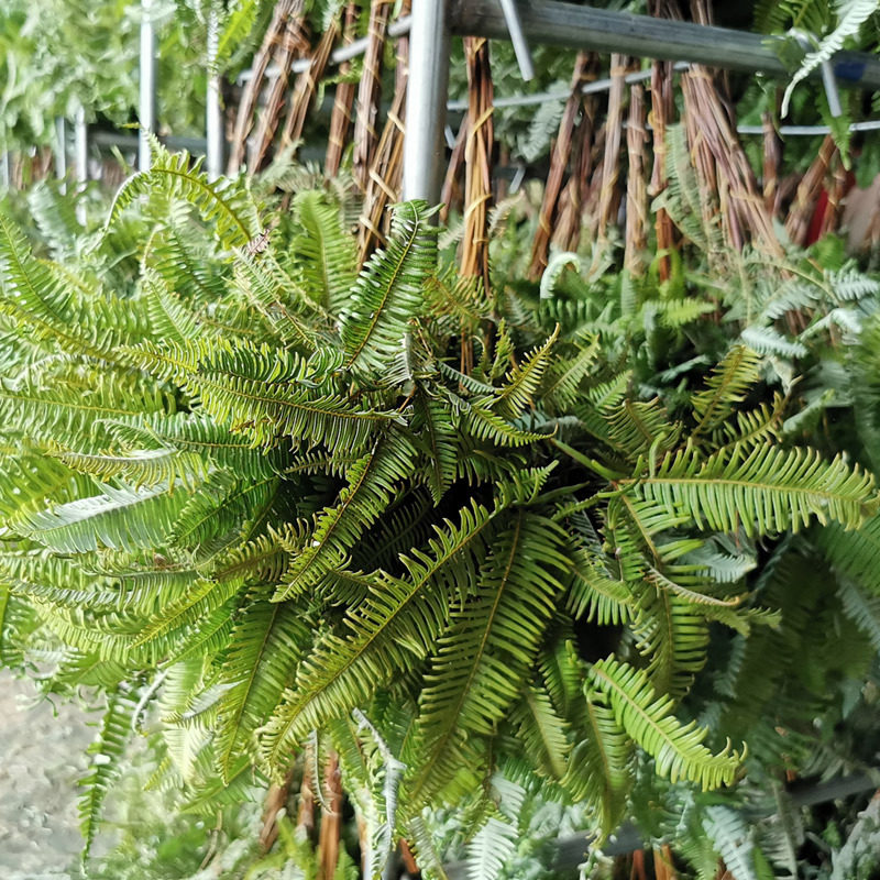 新品蕨叶芒萁叶干花狂想者源头工