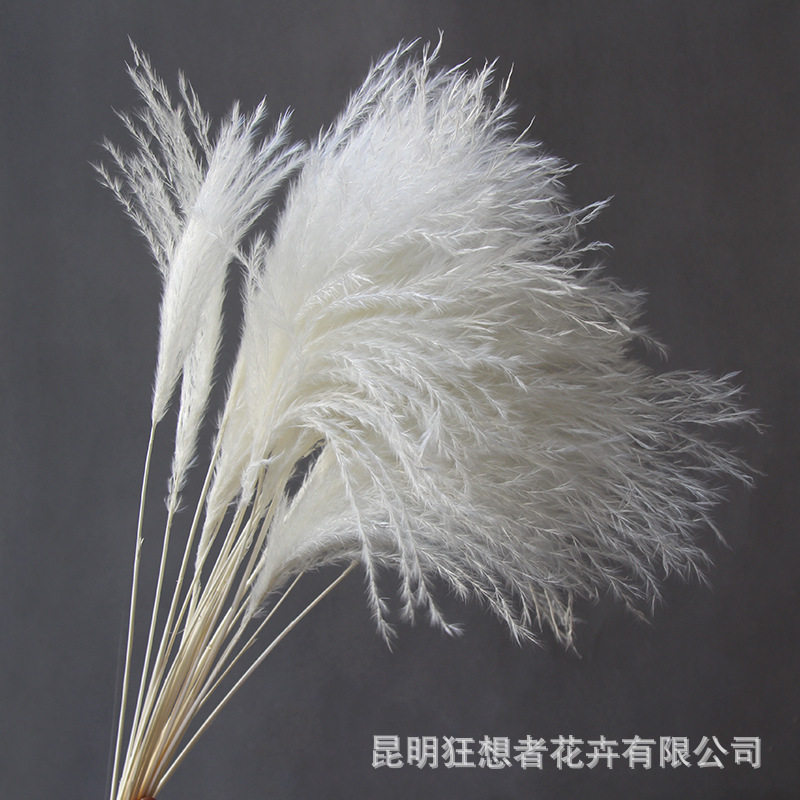 狂想者新品漂白软毛小拂尘ins风