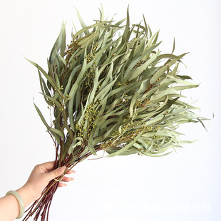 A级小米叶森系自然桉树叶干花束真花店餐厅家居装饰插花