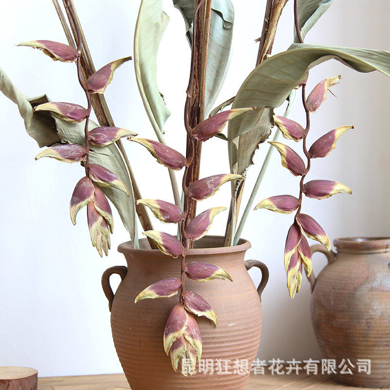 狂想者金嘴吊鸟鹤望兰天堂鸟叶干