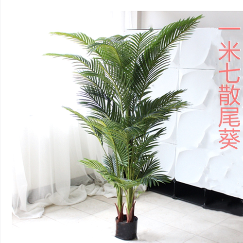 舞台道具散尾葵仿真植物