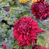 东篱园艺新品 1号进口菊花苗耐热耐寒对版 室内外阳台盆栽花卉植物