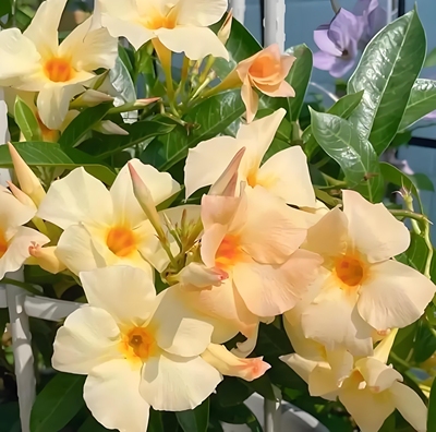 杏色爬藤飘香藤，耐热耐晒耐开花，阳台庭院灯适合