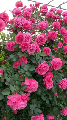 爬藤月季粉龙，红龙，蒂娜，芬达等地栽盆栽