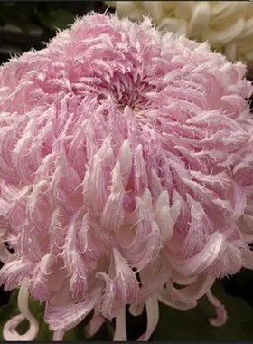 鹅毛粉黛琼岛三友新品菊花花苗
