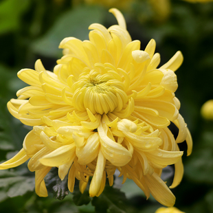 东篱园艺新品菊花旭日东升进口对版秋菊穴盘苗室内外盆栽地栽花卉