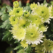 菊花绿牡丹大花进口对版 东篱园艺新品 秋季 秋菊穴盘苗盆栽地栽花卉