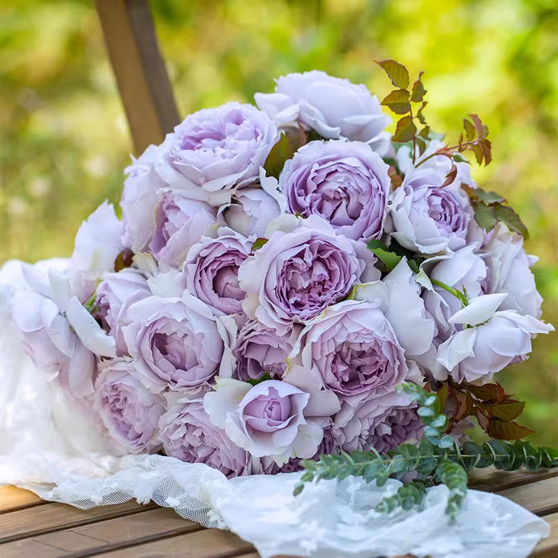 藤本灌木微月月季中苗蓝色风暴