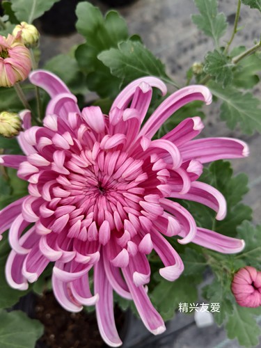 东篱园艺大花系列新品菊花对版盆栽地栽穴盘苗多年生阳台