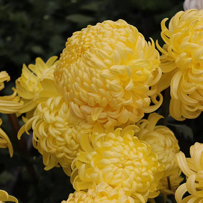 东篱园艺秋季开花大花新品菊花对版盆栽地栽穴盘苗多年生阳台花卉 东篱园艺铁线莲绣球晚香玉小木槿