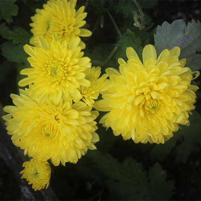 园艺食用黄色盆栽地栽花卉植物