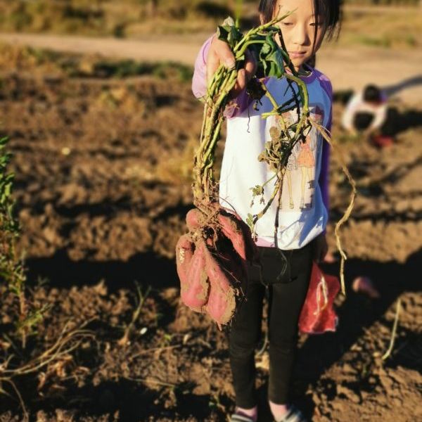 东北特产 雨然 康平地瓜 富硒板栗薯精选10斤