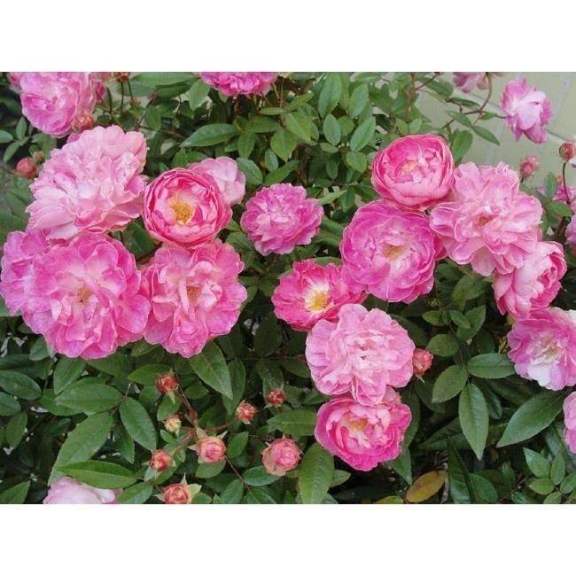 小仙女微月月季花苗盆栽阳台丰花淡粉色小花四季灌木耐热新手好养