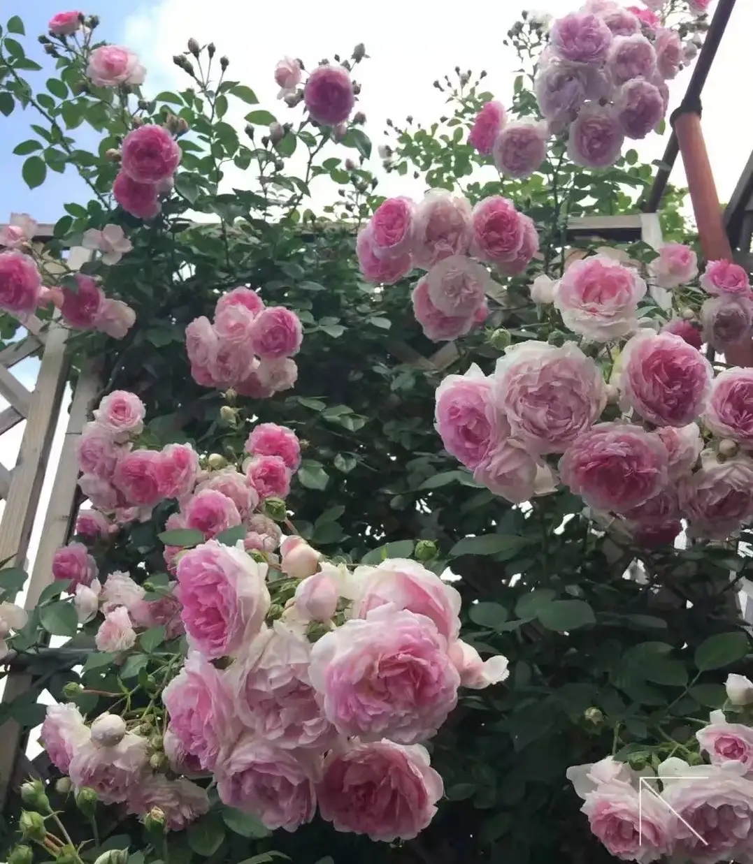 亚斯米娜藤本月季丰花勤花