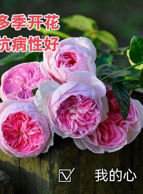 我的心月季勤花多季重复开花抗病性强阳台庭院切花浓香可藤可灌