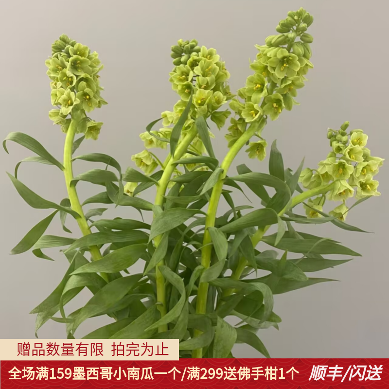 荷兰进口贝母百合花材婚礼礼盒