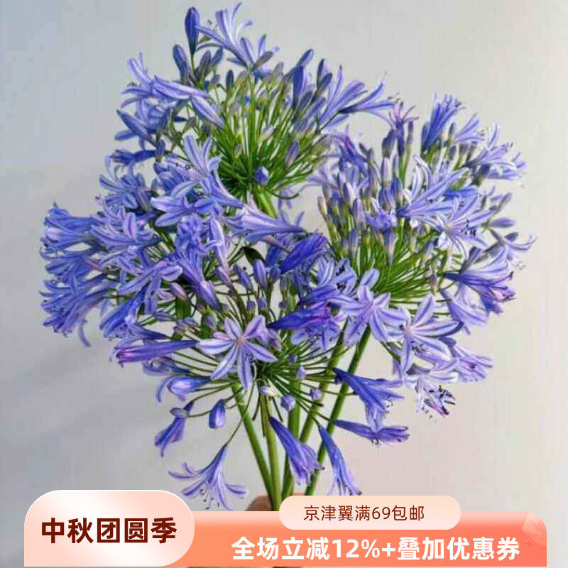 10朵百子莲居家水瓶养花鲜切花