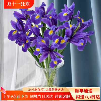 鸢尾花鲜花蓝色花朵10枝顺丰闪送