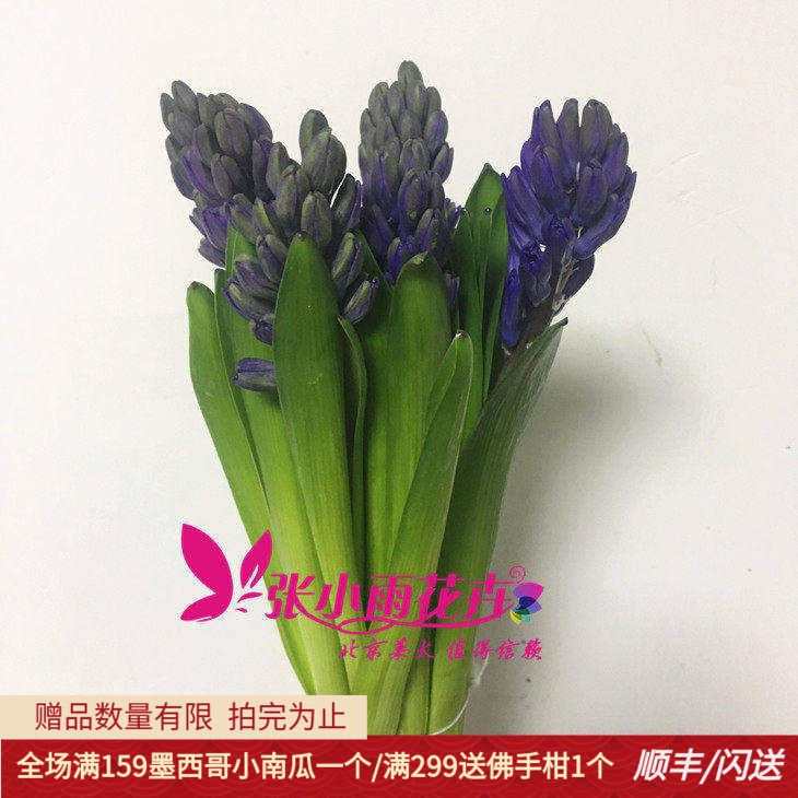 荷兰鲜花风信子diy家居插花闪送