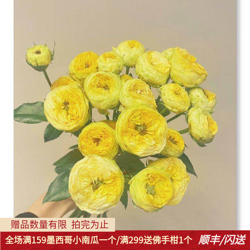 金色潮流多头玫瑰鲜花10枝