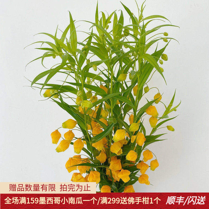 10枝宫灯百合花艺插花婚礼用花