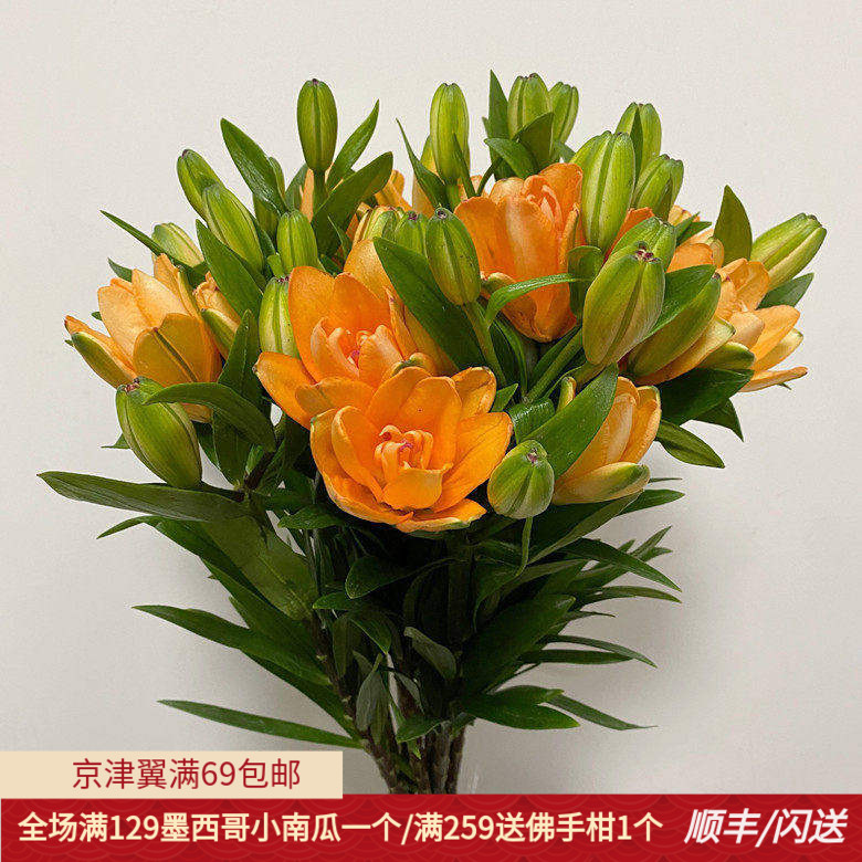 北京鲜花直送 小蜜蜂百合 橘色重瓣迷你花型春节家居水瓶插花