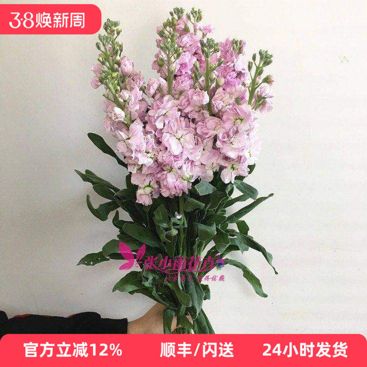 鲜花北京同城 紫罗兰鲜切花香味型花卉办公室婚庆婚礼插花速递