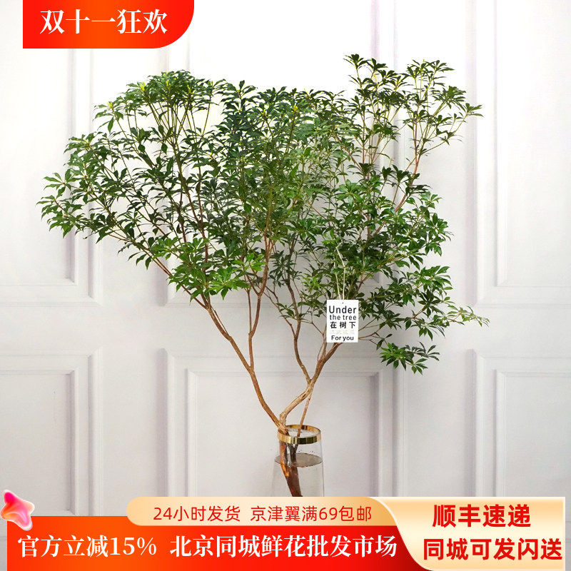 进口马醉木水培植物吊钟绿植鲜切