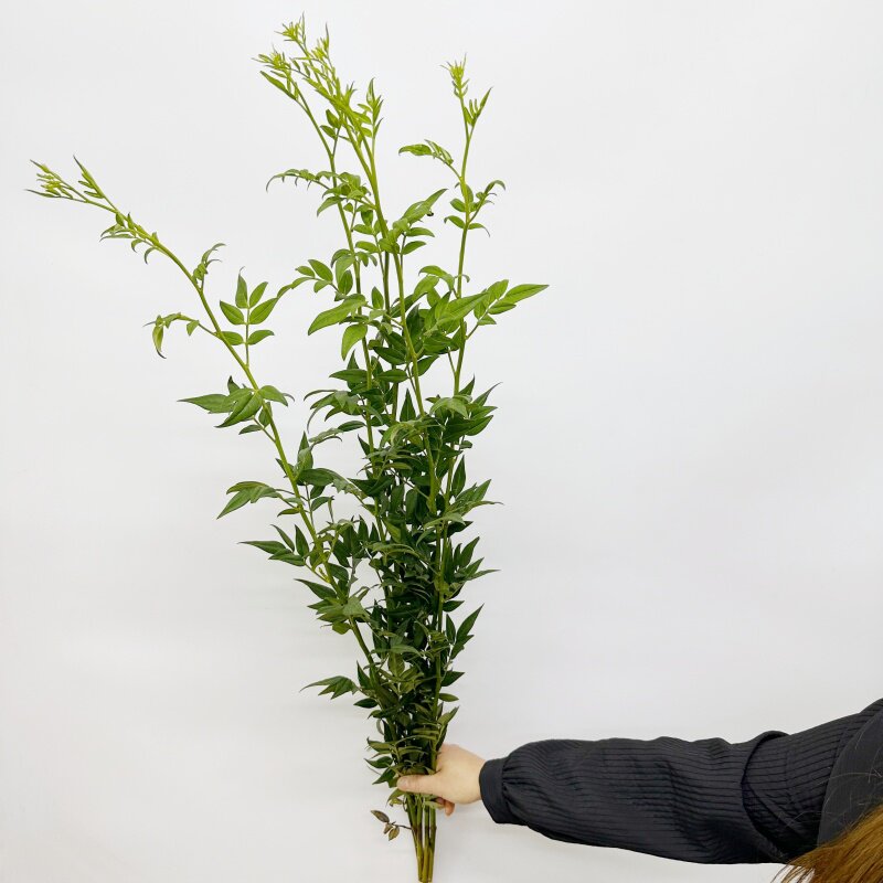 九星叶配叶 鲜切花束 绿植家用瓶插花 花期长 北京鲜花基地闪送图片