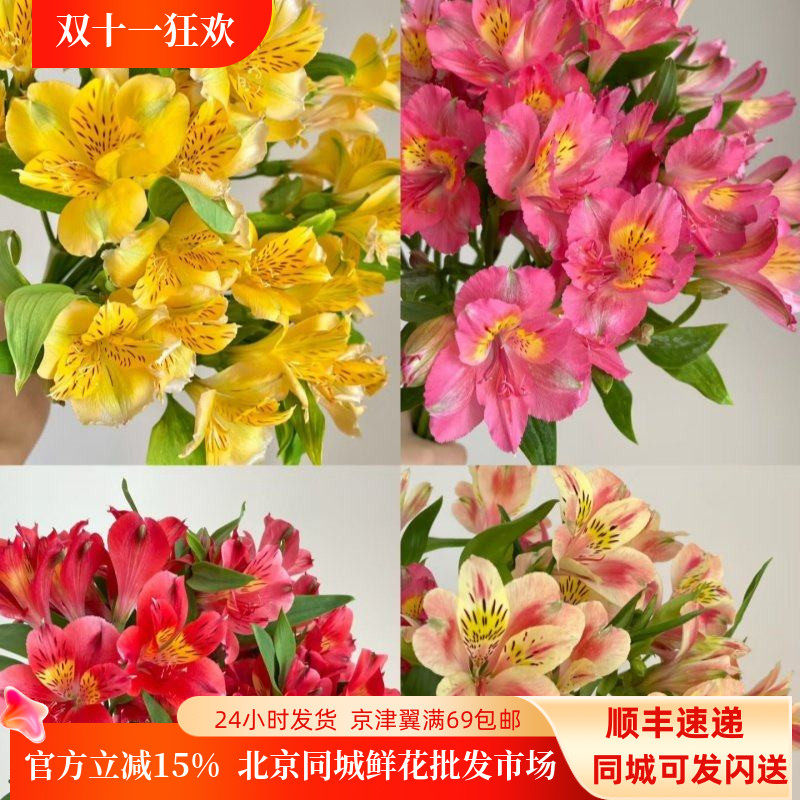 粉色六出花水仙百合花期长多瓣