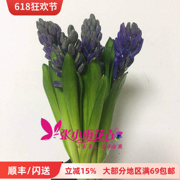 荷兰鲜花风信子diy家居插花闪送