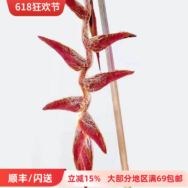荷兰进口花卉蝙尾蕉鲜切花1枝