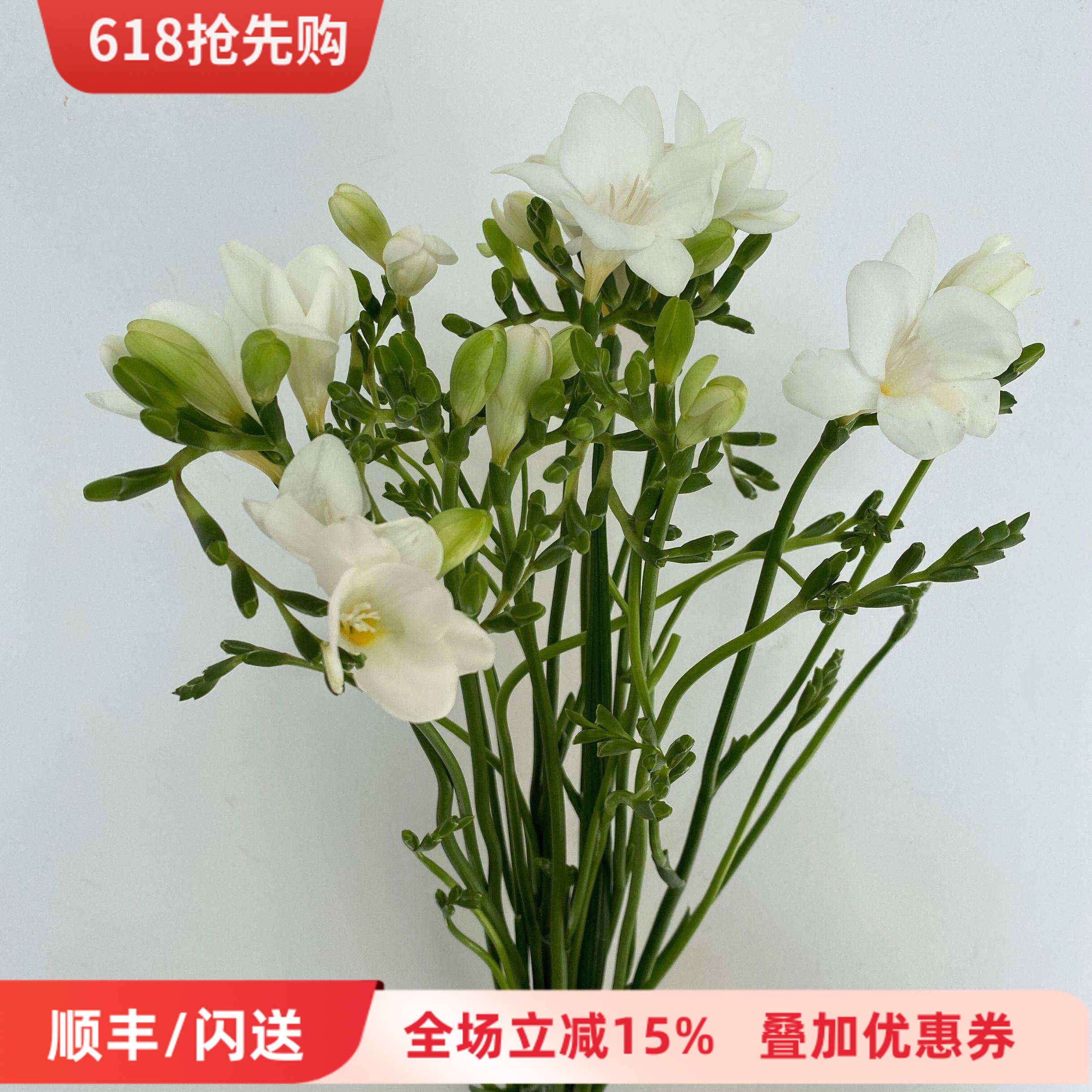 进口白色苍兰花雪白花朵香雪兰清香宜人提神醒脑高品质观赏花10枝