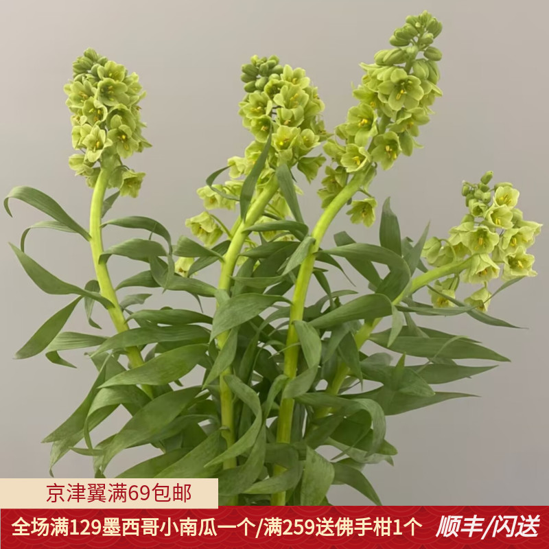 荷兰进口贝母百合花材婚礼礼盒