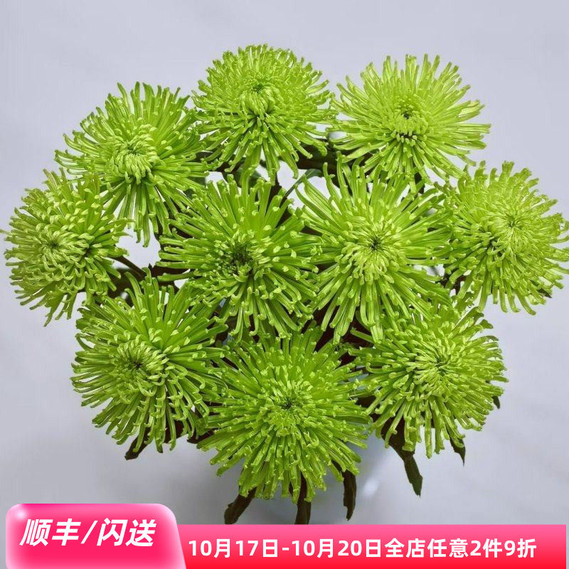 清新绿烟花菊大朵10枝安娜菊线菊