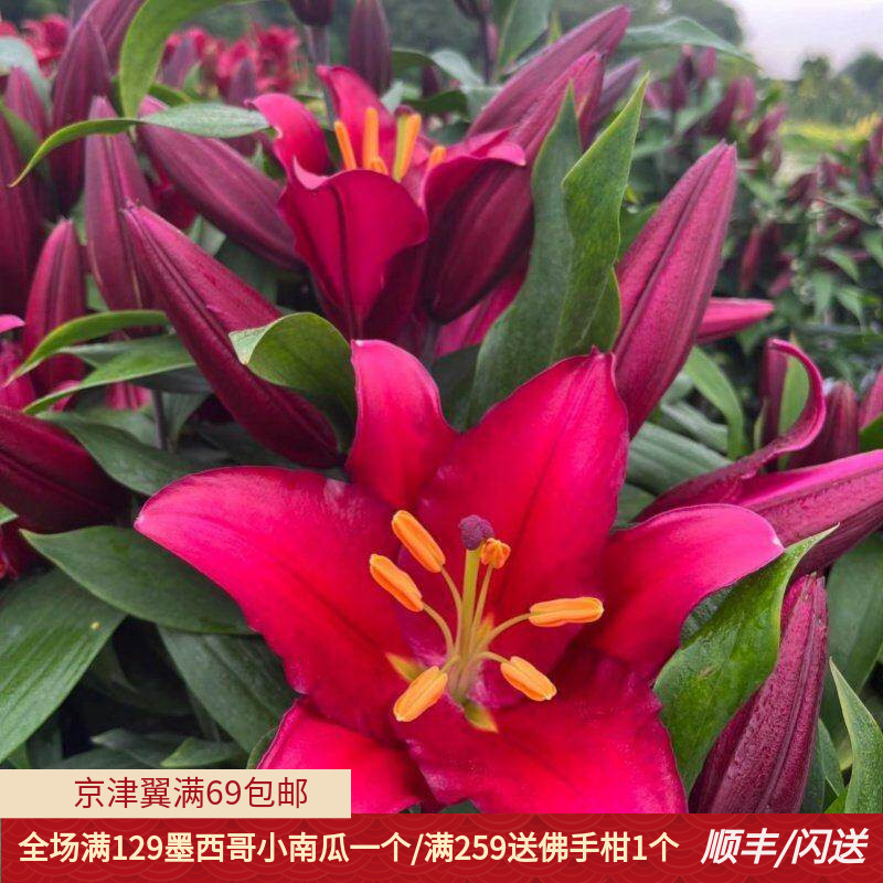 紫蒂百合鲜花10枝大朵深色速递