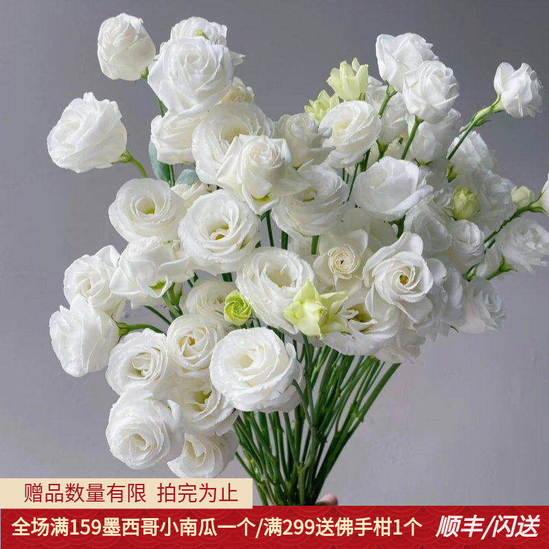 洁白洋桔梗10枝龙胆鲜切花家用