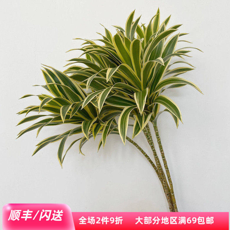 日本进口金边百合竹有氧净化空气