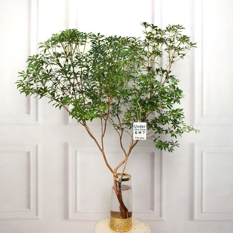进口马醉木水培植物吊钟绿植鲜切