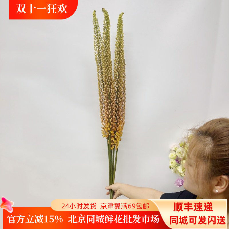 狐尾百合鲜花荷兰进口一束5枝