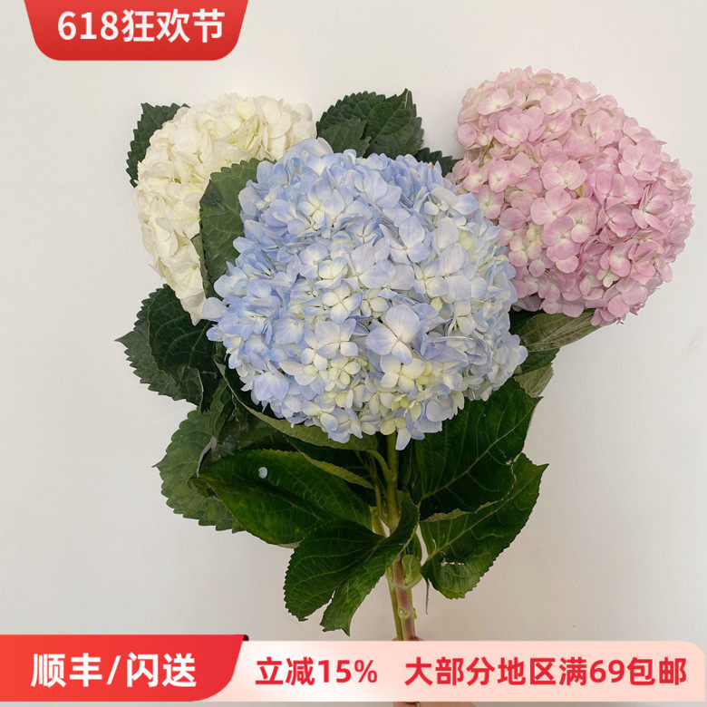 绣球鲜切花高品质素雅花束家庭DIY插花多色婚礼用花北京同城速递