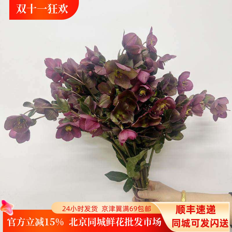 兔葵铁筷子花鲜切花家用水养鲜花