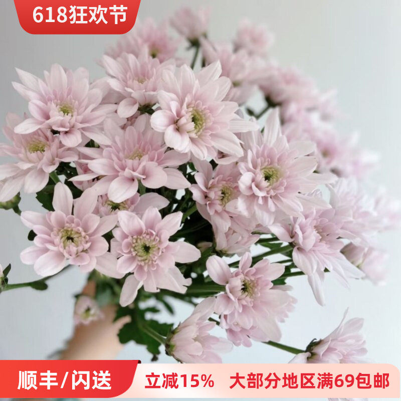 新鲜小雏菊 樱花粉 新鲜直送一扎10枝满额顺丰包邮 北京鲜花直批