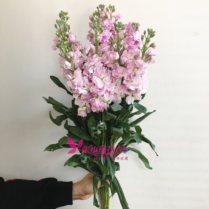 鲜花北京同城 紫罗兰鲜切花香味型花卉办公室婚庆婚礼插花速递