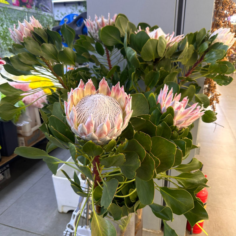 超级粉帝王花1.2米高婚礼用