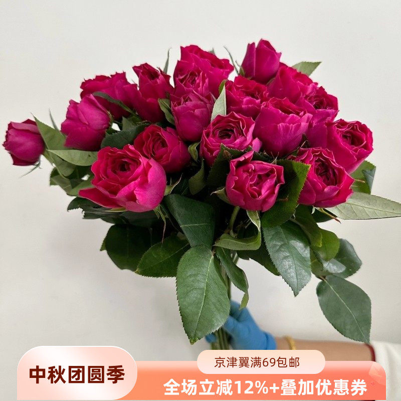 苔丝玫瑰紫卷芯多层花瓣鲜切花