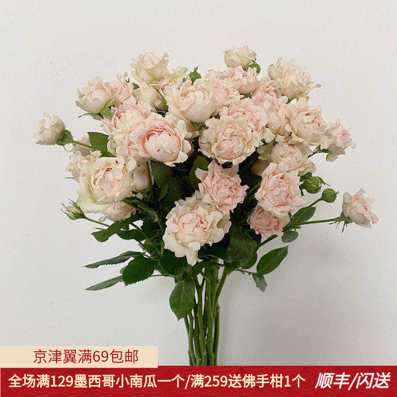 8枝苏芬家用水养鲜花闺蜜礼物