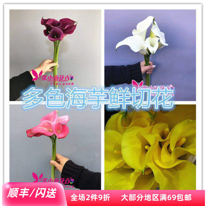 喇叭形海芋5枝家用瓶插花水养