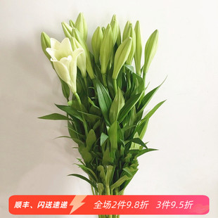 办公室周花观赏花 家用鲜花 同城直送 铁炮百合 新鲜水养瓶插花